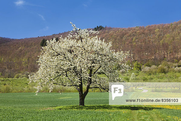 Blühender Obstbaum auf einer Wiese im Neidlinger Tal, BadenWürttemberg