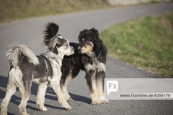 Zwei Hunde beschnuppern sich  Provinz Sondrio  Lombardei  Italien