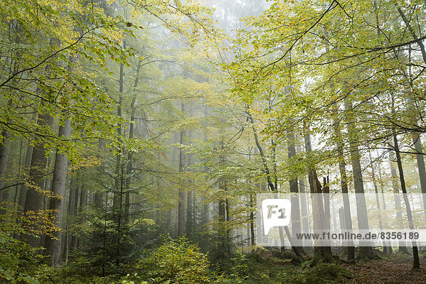 Nebelstimmung im Wald  Nationalpark Bayerischer Wald  Bayern  Deutschland