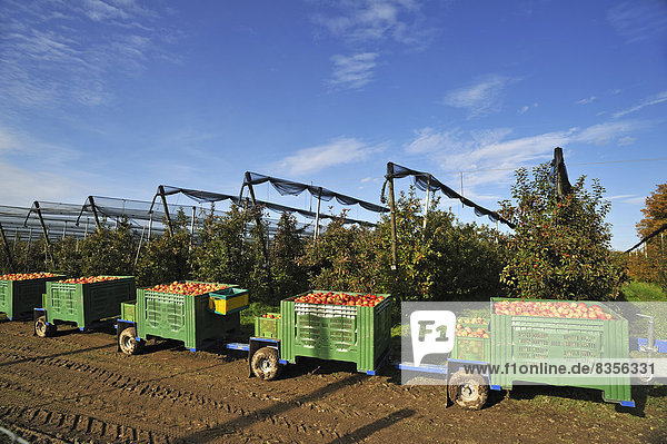 Vorne Kisten mit Äpfeln (Malus domestica)  hinten die Apfelplantage mit Hagelnetzen  Ernte auf einer Apfelplantage  Mittelfranken  Bayern  Deutschland