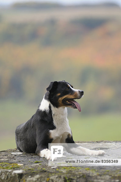 Appenzeller Sennenhund,  Deutschland