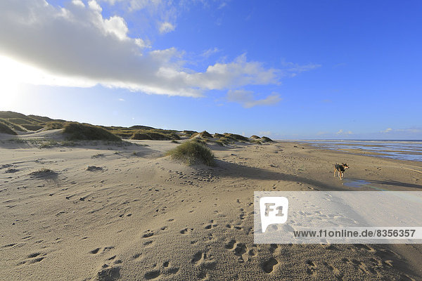 Beach and a dune landscape along the North Sea  North Jutland  Denmark