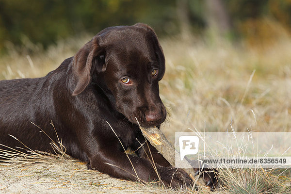 Brauner Labrador Retriever  Hündin  fünf Monate  kaut an einem Stöckchen  Deutschland