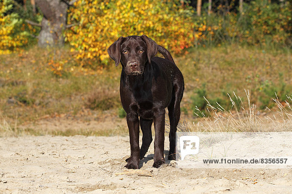 Brauner Labrador Retriever  Hündin  fünf Monate  Deutschland