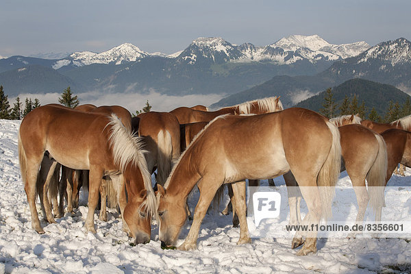 Haflinger  Herde im Schnee  Tirol  Österreich