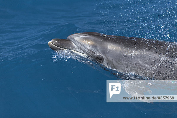 Spanien  Delphin schwimmend im Meer  auftauchend zum Atmen