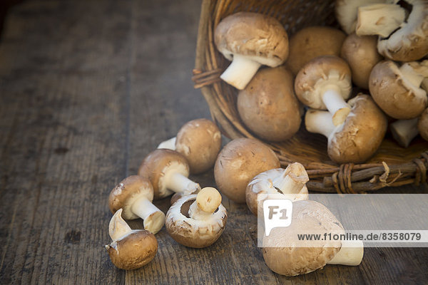 Frische braune Pilze (Agaricus) und ein Korb auf Holztisch  Studioaufnahme