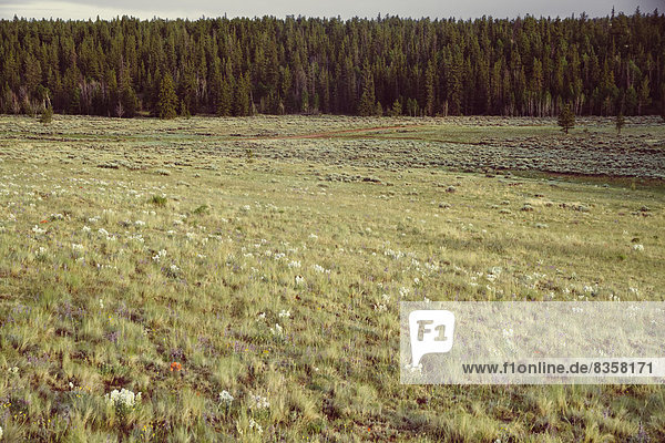 USA  Colorado  Nature and landscape near Salida