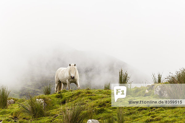 Irland  Grafschaft Kerry  Connemara Pony auf der Wiese