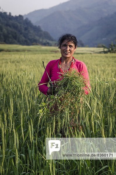Frau  sammeln  Tierfutter  Asien  vieh  Nepal