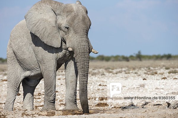 Elefant (Loxodonta africana)  Etosha Nationalpark  Namibia  Afrika