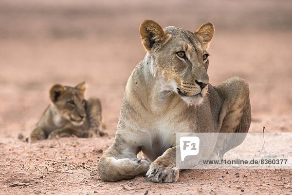 Lioness with cub (Panthera leo) Kgalagadi Transfrontier Park South Africa Africa