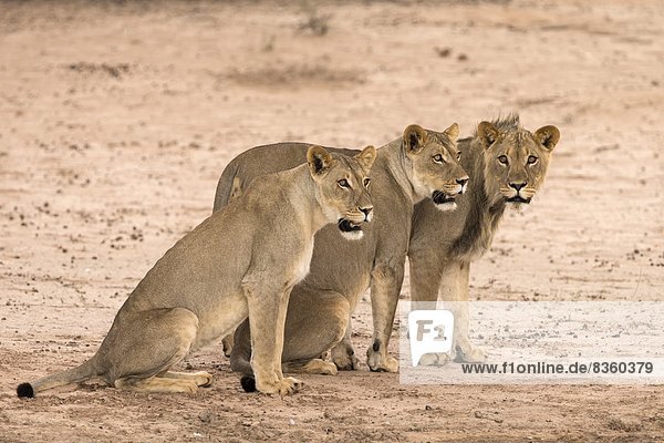 Lion sub-adults (Panthera leo) Kgalagadi Transfrontier Park South Africa Africa