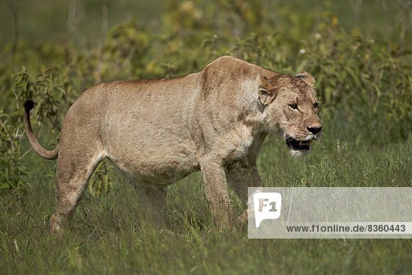 Lioness (Lion Panthera leo) Ngorongoro Crater Tanzania East Africa Africa