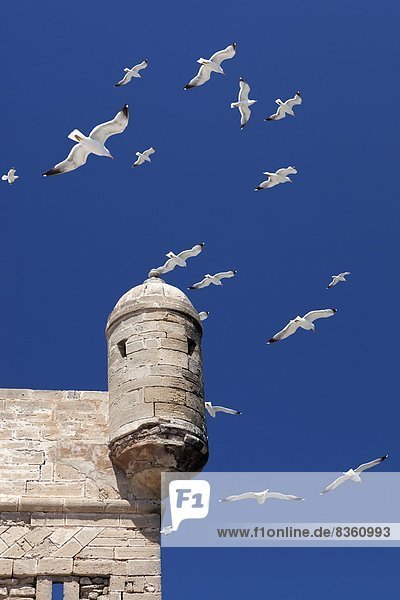 Nordafrika  fliegen  fliegt  fliegend  Flug  Flüge  über  Schloßturm  Möwe  Festung  Afrika  Marokko  alt