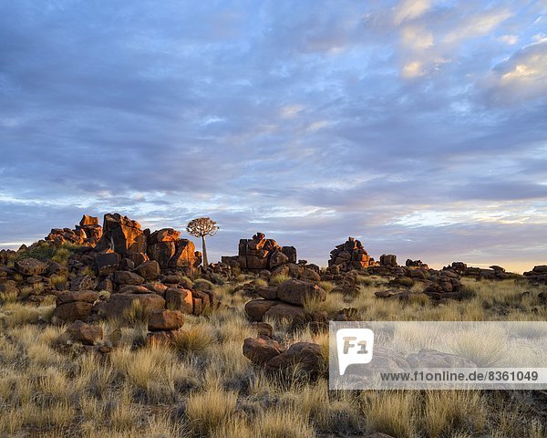 Felsbrocken  Baum  Morgendämmerung  Spielplatz  Namibia  Afrika