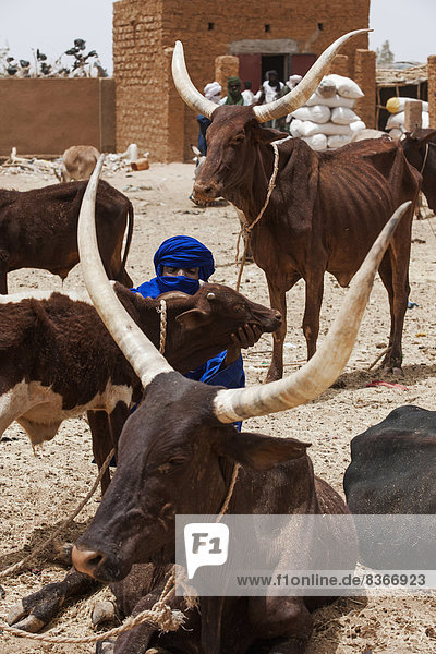 Tuareg And Cattle Herd Agadez  Niger