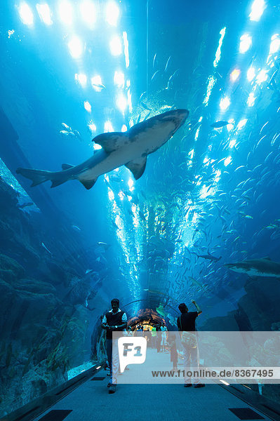 Sharks Swimming Above People In Tunnel  Dubai Mall Aquarium Dubai  United Arab Emirates