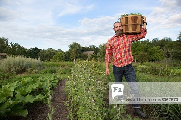 Reifer Mann mit Blätterkorb auf Kräuterbauernhof