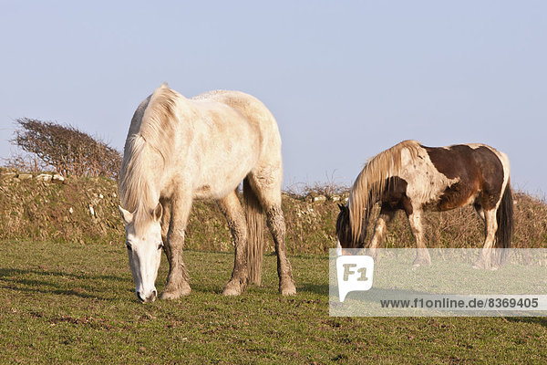 nahe  Großbritannien  Weg  Küste  Tourist  Feld  reiten - Pferd  grasen  Wales