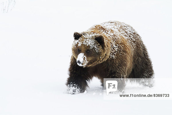 Winter  Alaska Wildlife Conservation Center