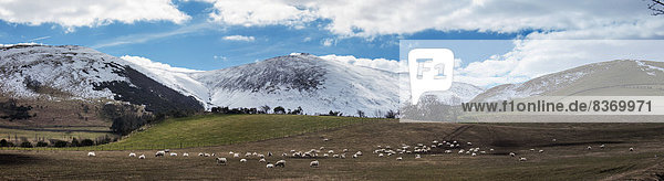 Sheep Grazing In A Field With Snow Covered Mountains In The Background Northumberland  England