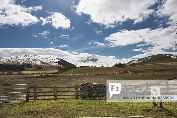 Berg  bedecken  Schaf  Ovis aries  Hintergrund  Wiese  England  grasen  Northumberland  Schnee