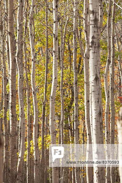 Vereinigte Staaten von Amerika  USA  Farbaufnahme  Farbe  Baum  Herbst  Birke  Maine