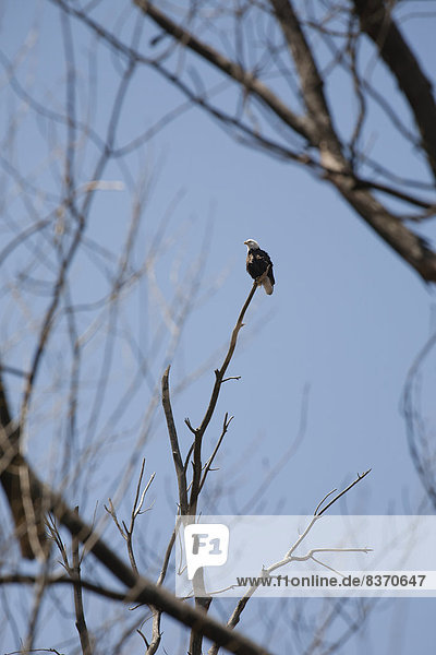 Hafen Weißkopfseeadler Haliaeetus leucocephalus Himmel hoch oben blau hocken - Tier Kanada Ontario