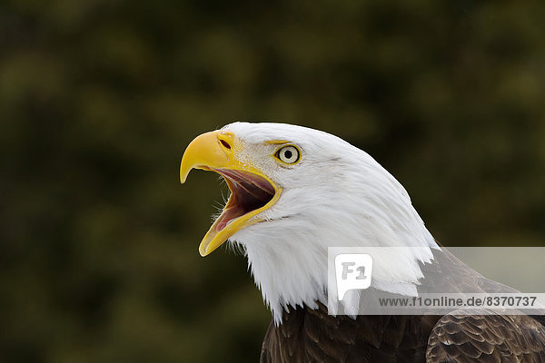 Glatze kahl Gefangenschaft Kanada Adler Quebec