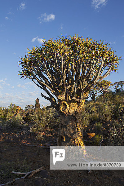 Baum  Sonnenaufgang  Namibia