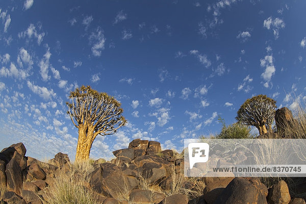 Baum  Namibia  Zirrokumulus