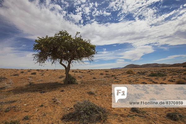 Baum  Wüste  Reise  Namibia  Akazie