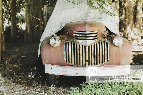 A Vintage Car Sitting Under Large Trees Covered With A Tarp Pemberton  British Columbia  Canada