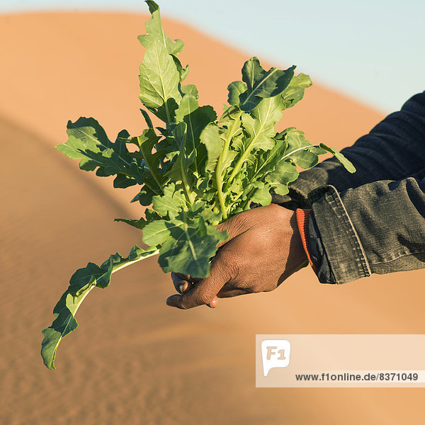 Frau  halten  Pflanze  Düne  Marokko