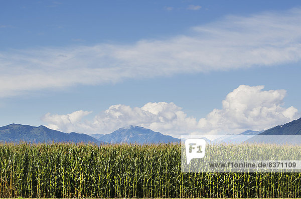 A Corn Field And The Swiss Alps In The Background Locarno  Ticino  Switzerland
