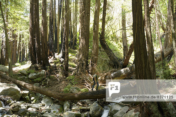 A Man Hiking Through The Redwoods On Top Of A Tree Stump In The Limekiln State Campground Region Big Sur  California  United States Of America