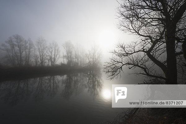 Sunlight Reflecting On Tranquil Water In The Fog With Silhouettes Of Trees On The Shoreline Locarno  Ticino  Switzerland