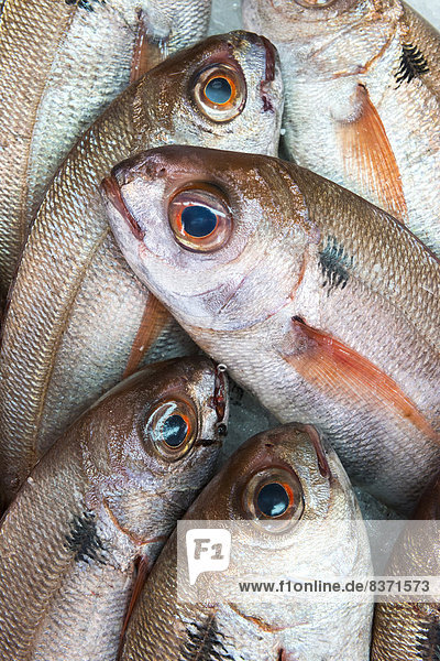Frisch gefangener Fisch Tarifa  Cadiz  Andalusien  Spanien
