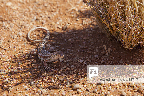 Fernverkehrsstraße  Namibia  Mythologie  Gecko
