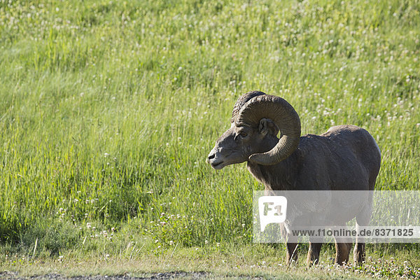 Bighorn Sheep (Ovis Canadensis) Kananaskis,  Alberta Canada