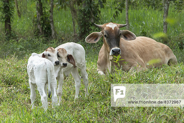 A Cow And Two Calves In The Grass Zacapa  Guatemala