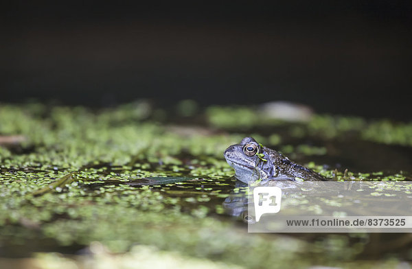 A Frog In The Water With Floating Small Green Leaves South Shields  Tyne And Wear  England