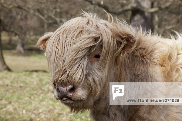 Hausrind  Hausrinder  Kuh  über  lang  langes  langer  lange  Sperre  Kuh  Haar  Schottland  schottisch
