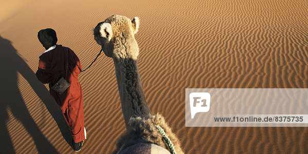 Mann  über  führen  Düne  Kamel  Marokko