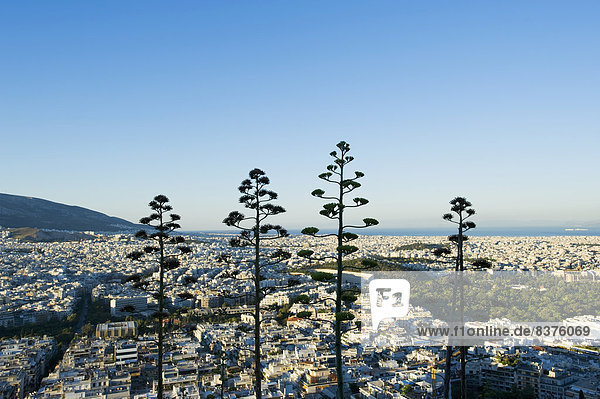 Athen Hauptstadt Stadtansicht Stadtansichten Baum Sonnenaufgang Fokus auf den Vordergrund Fokus auf dem Vordergrund Ansicht Griechenland