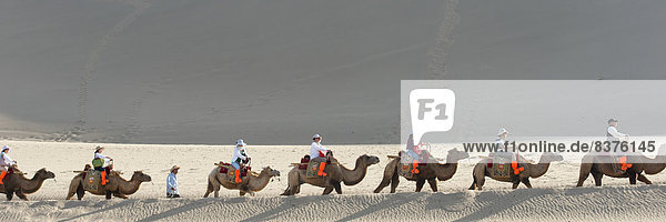 Riding Camels At Mingsha Mountain  Jiuquan  Gansu  China