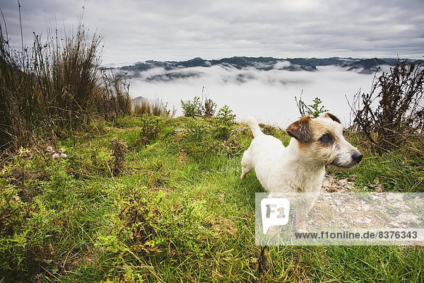 A Sheep Dog Stands With A View From The Tops Of The Hills Over The Morning Fog At Blue Duck Lodge In The Whanganui National Park  Whakahoro  New Zealand