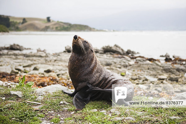 A Native New Zealand Fur Seal (Arctocephalus Forsteri)  Kaikoura  New Zealand