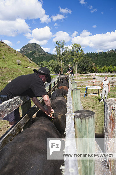 Tourists Participate In A Cattle Muster And Are Tagging The Bulls At Blue Duck Lodge  In The Whanganui National Park  Whakahoro  New Zealand